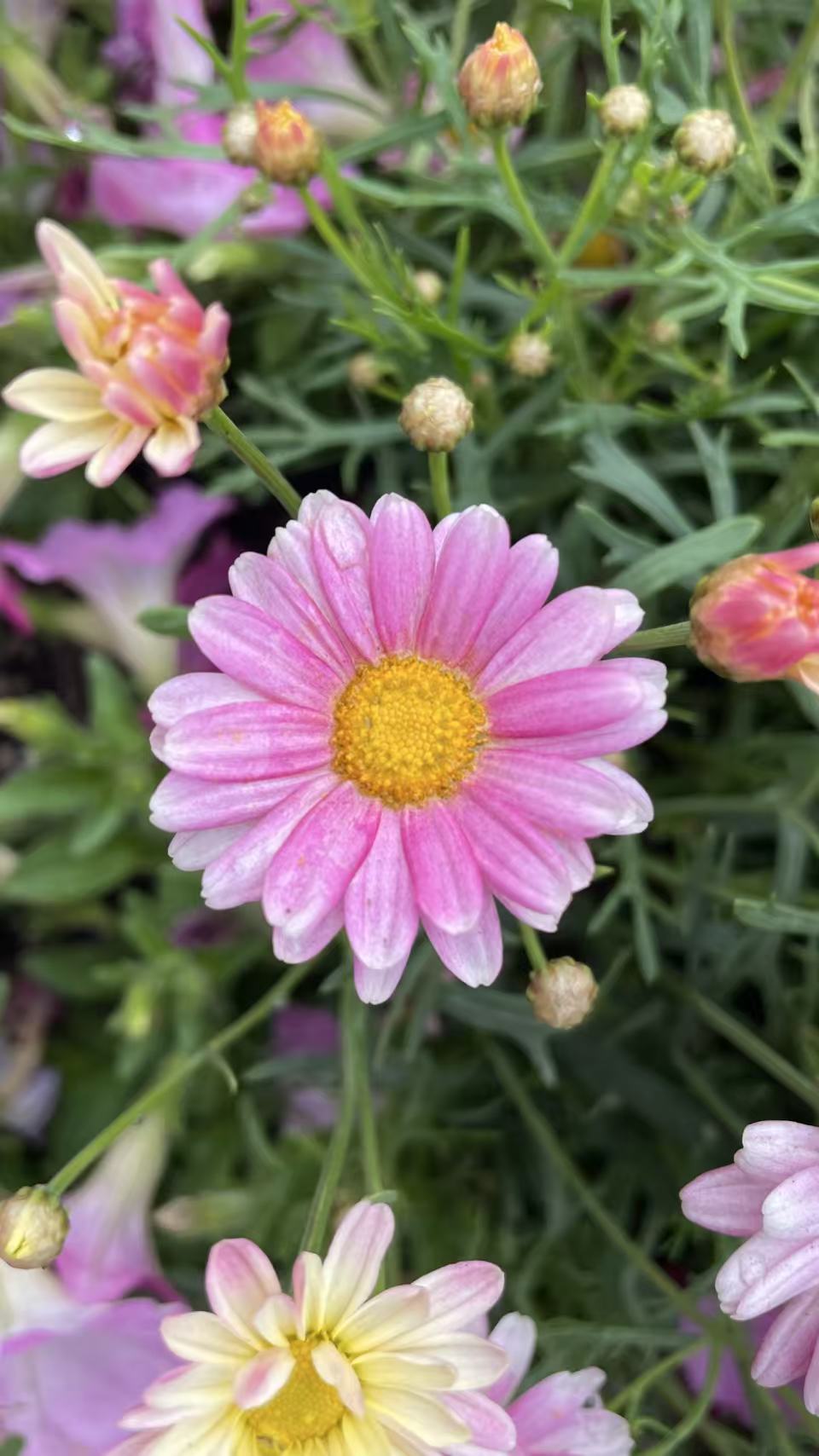 粉色小花静静盛放