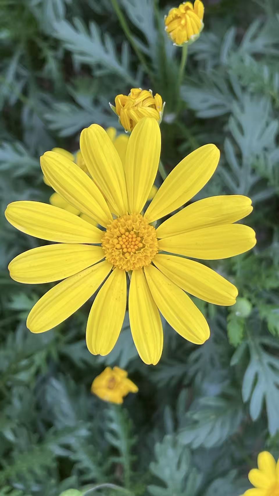单朵黄色小花特写
